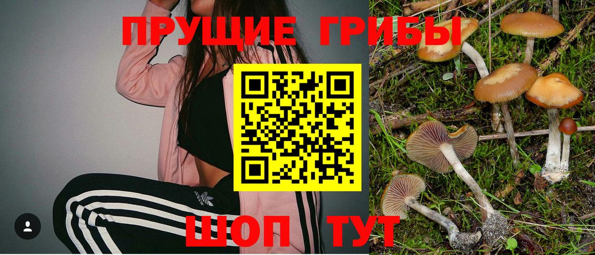Псилоцибиновые грибы Psilocybe Новокузнецк